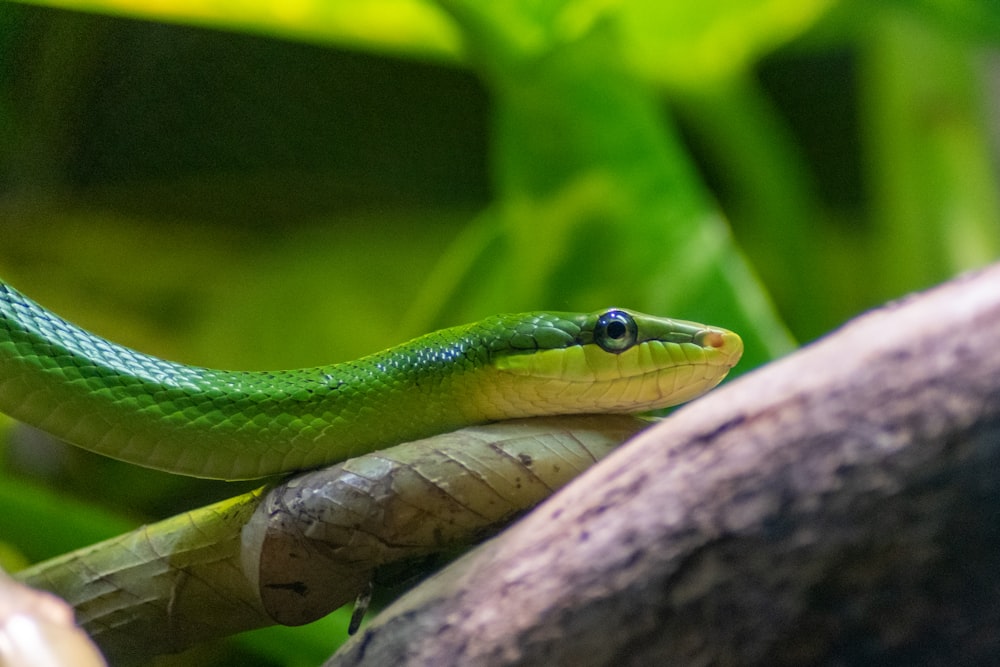 green snake on brown tree branch