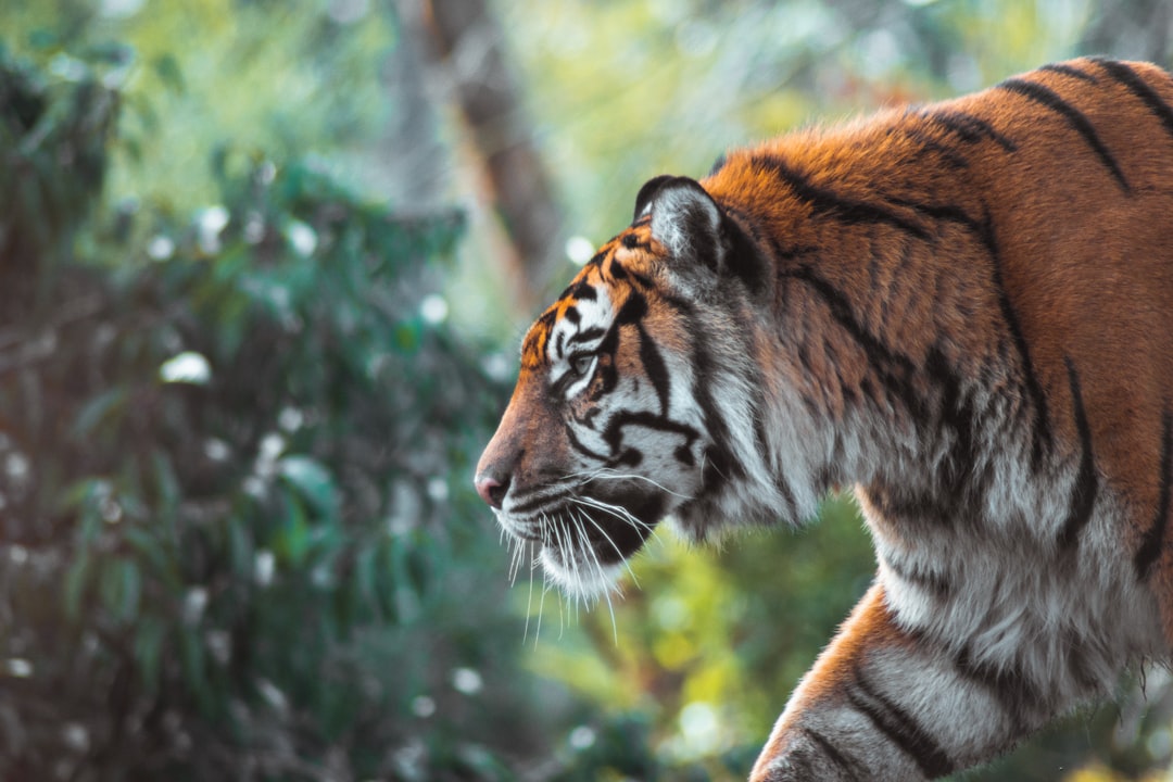  tiger on brown tree branch during daytime tiger