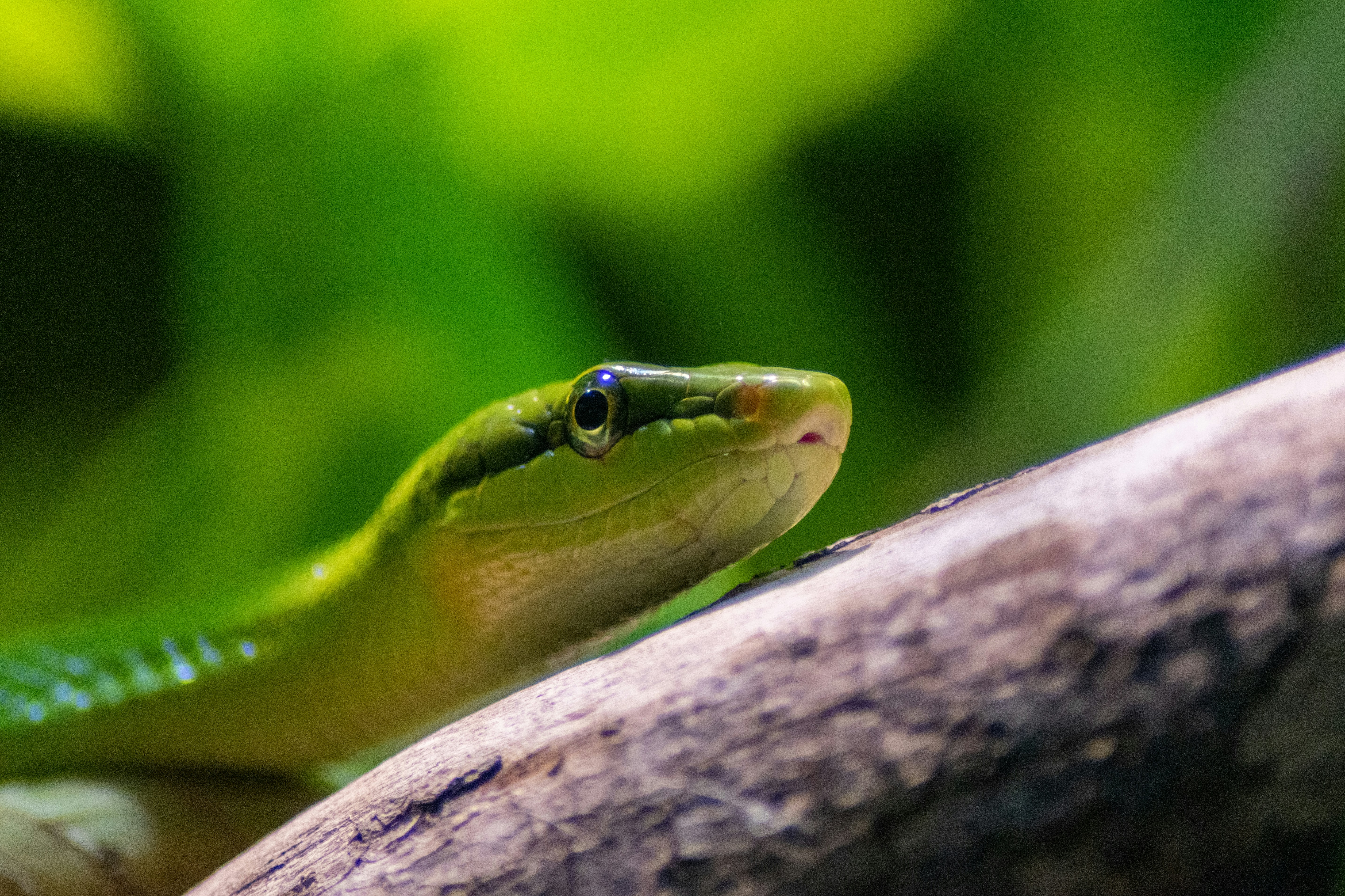 green snake on brown tree branch