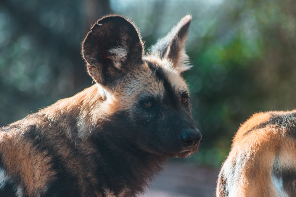 brown and black short coated animal