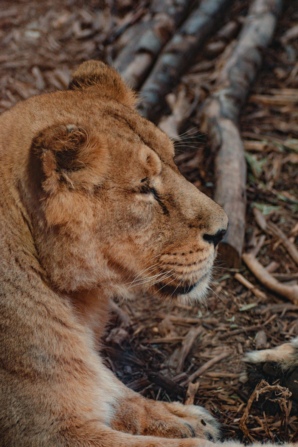 brown lion lying on ground during daytime