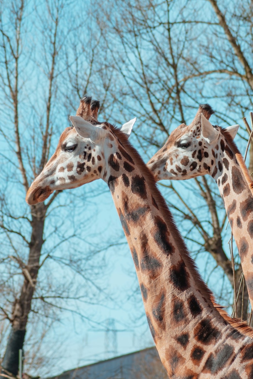 2 giraffes standing near bare trees during daytime