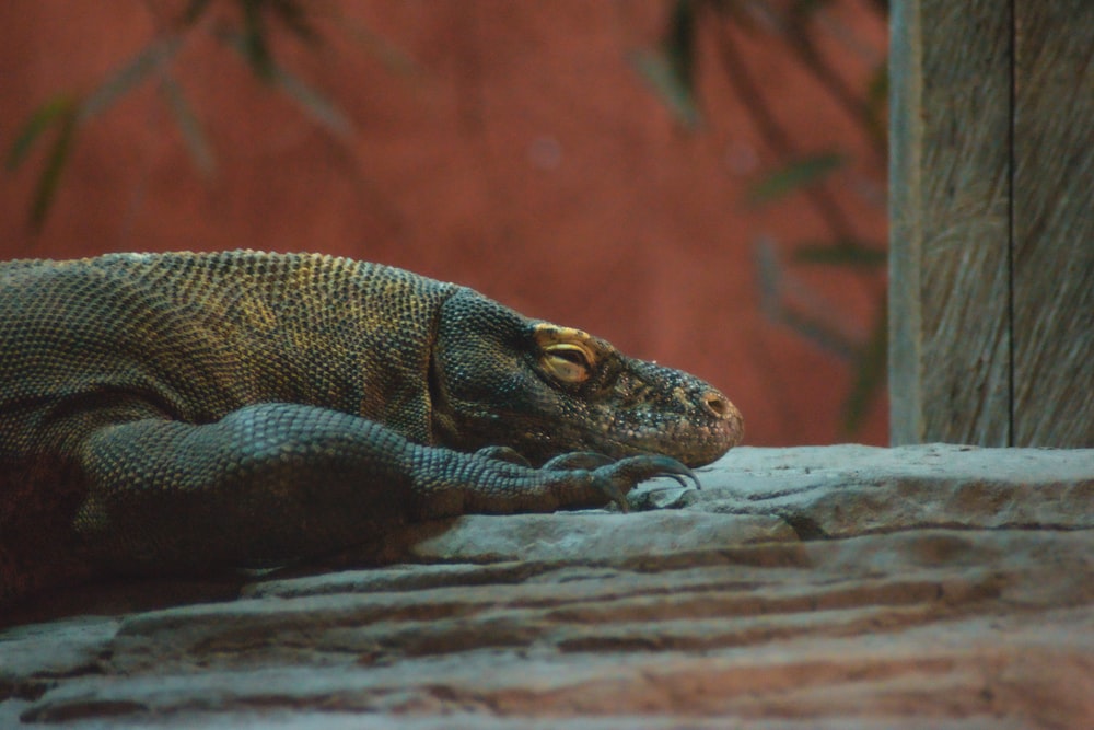 Reptil verde y marrón sobre superficie de madera marrón