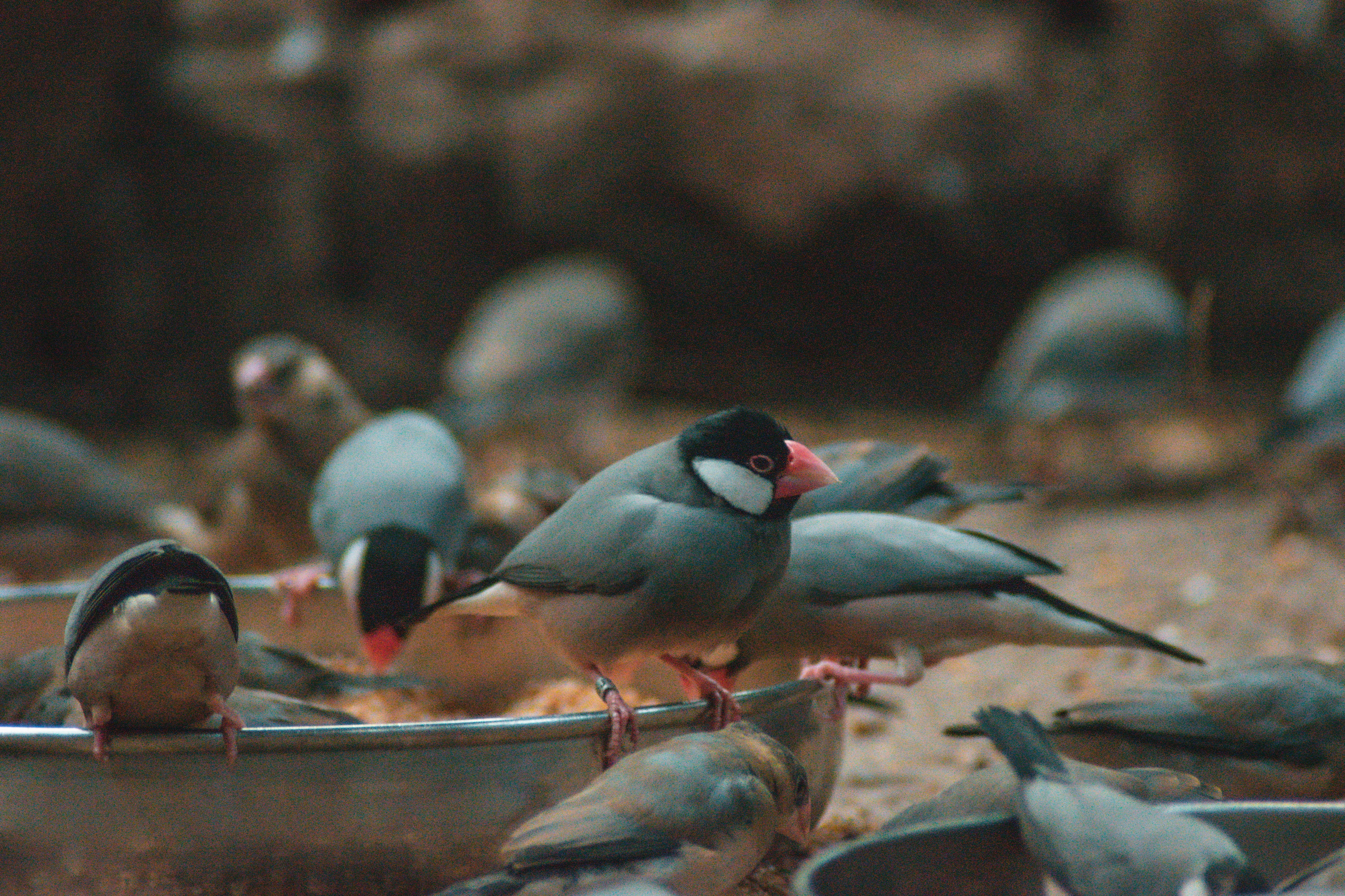 Best food for finches and complete nutrition guide for bird owners