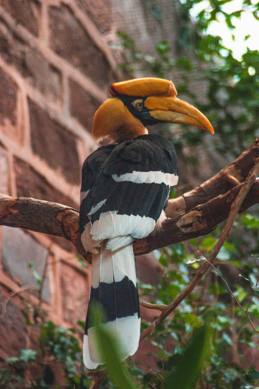 black and yellow bird on brown tree branch