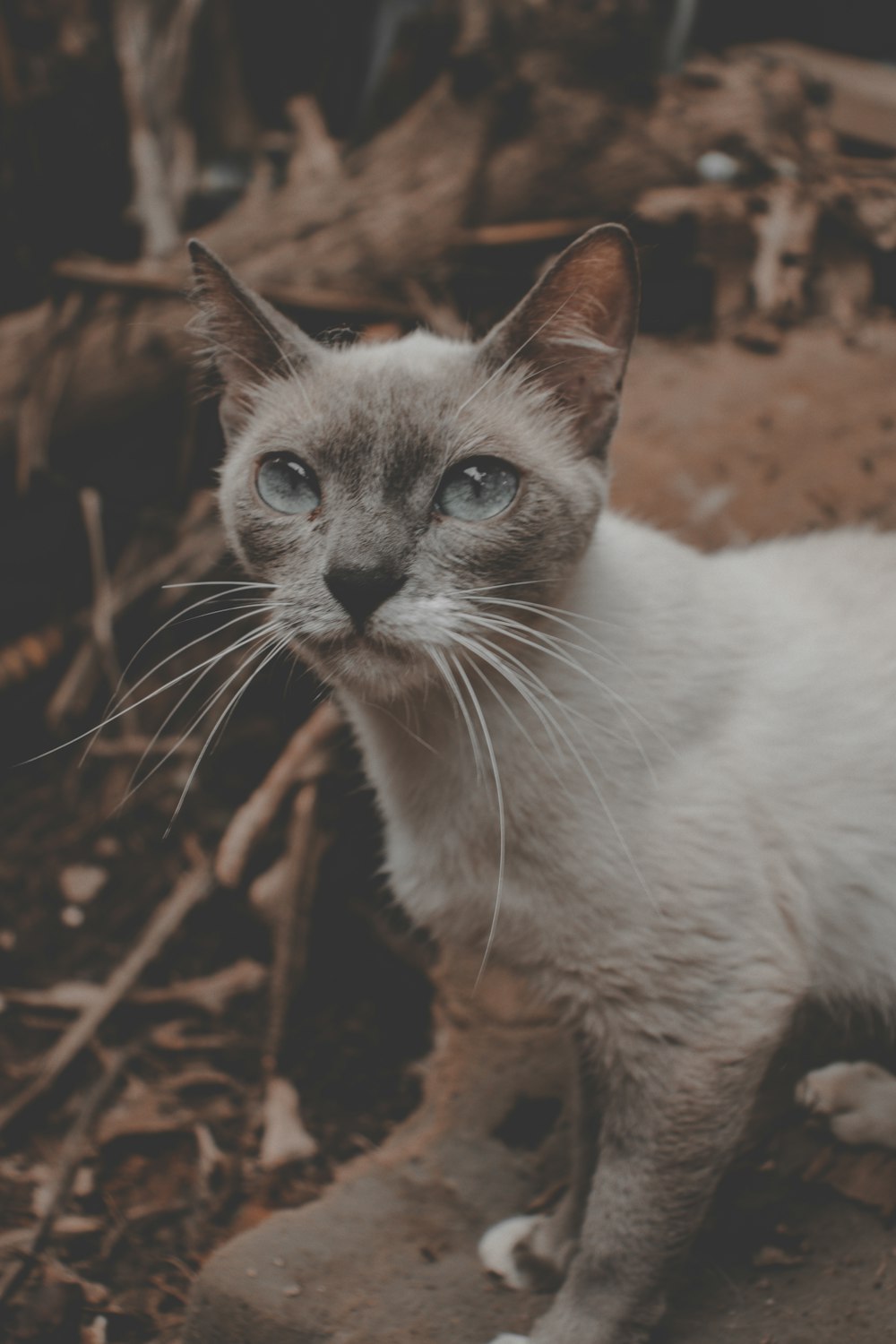 white and brown short fur cat