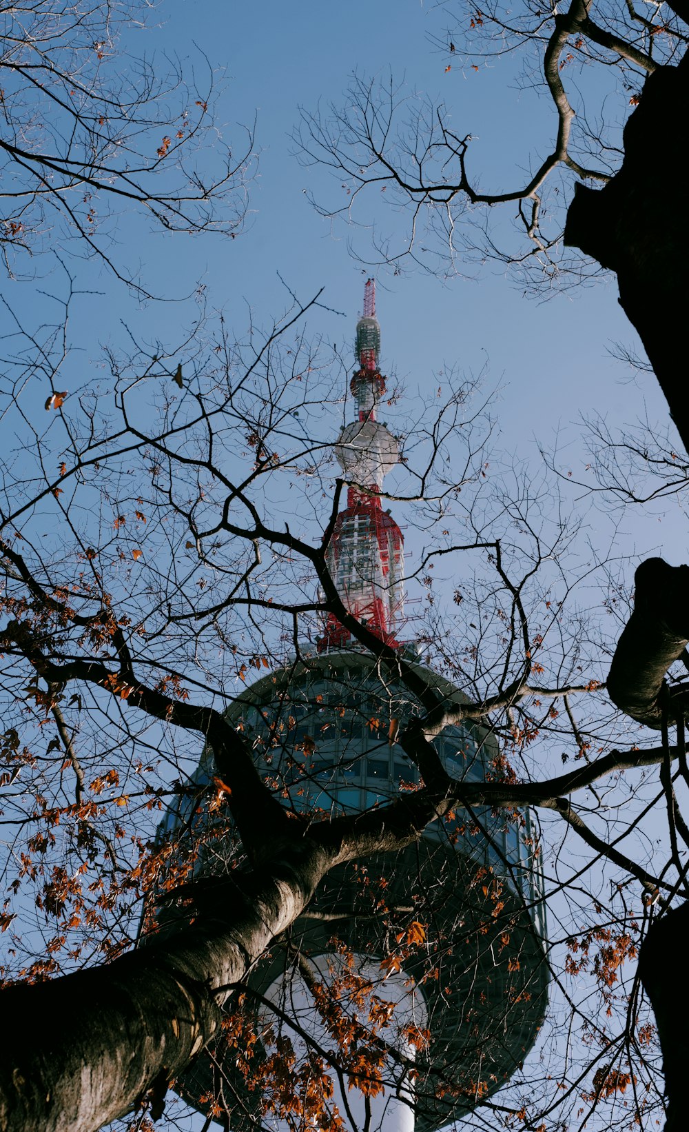 Fotografía de ángulo bajo de árbol con torre azul y roja