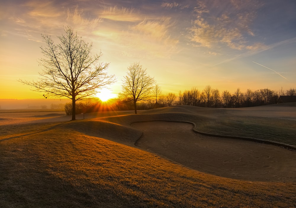 leafless trees on brown field during sunset