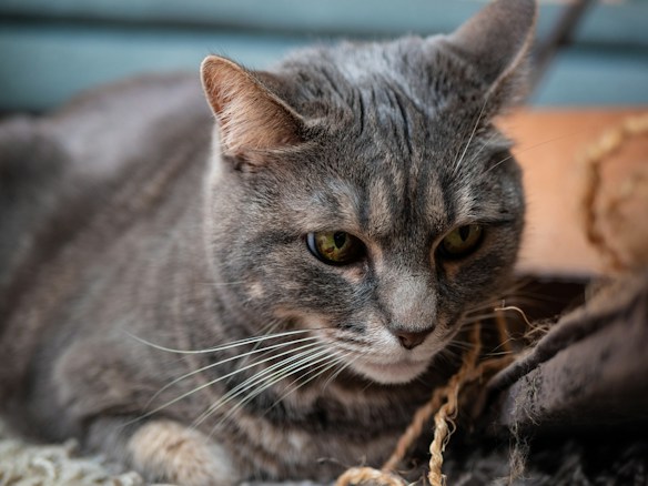 A gray tabby cat lies comfortably, its eyes gazing intently forward. The cat's fur appears soft and well-groomed, with distinct whiskers and ears perked up. The background features muted colors and textures, creating a cozy and calm atmosphere.
