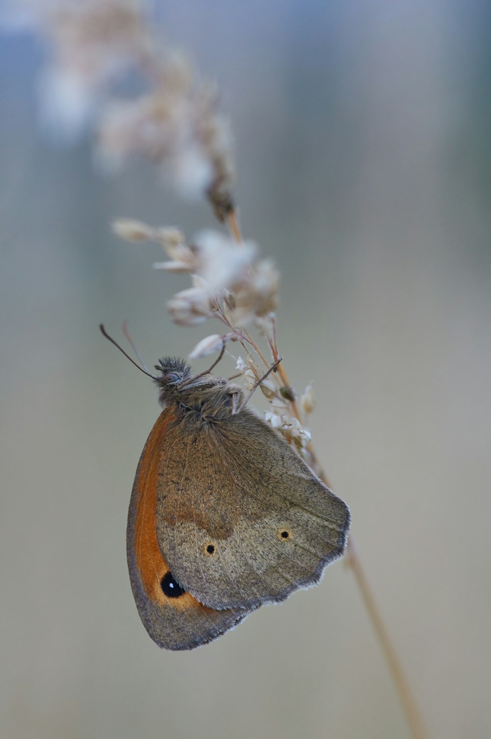 Ein kleiner brauner Schmetterling, der auf einer weißen Blume sitzt