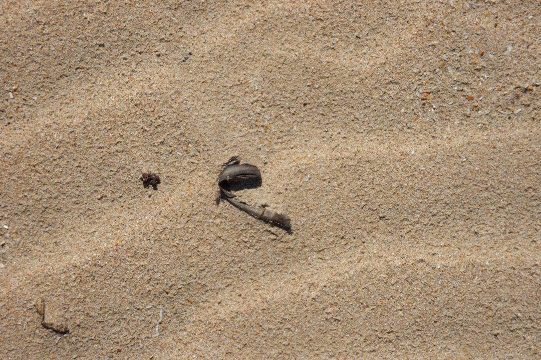 black beetle on brown sand during daytime