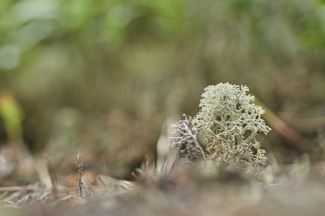 white flowers on brown soil