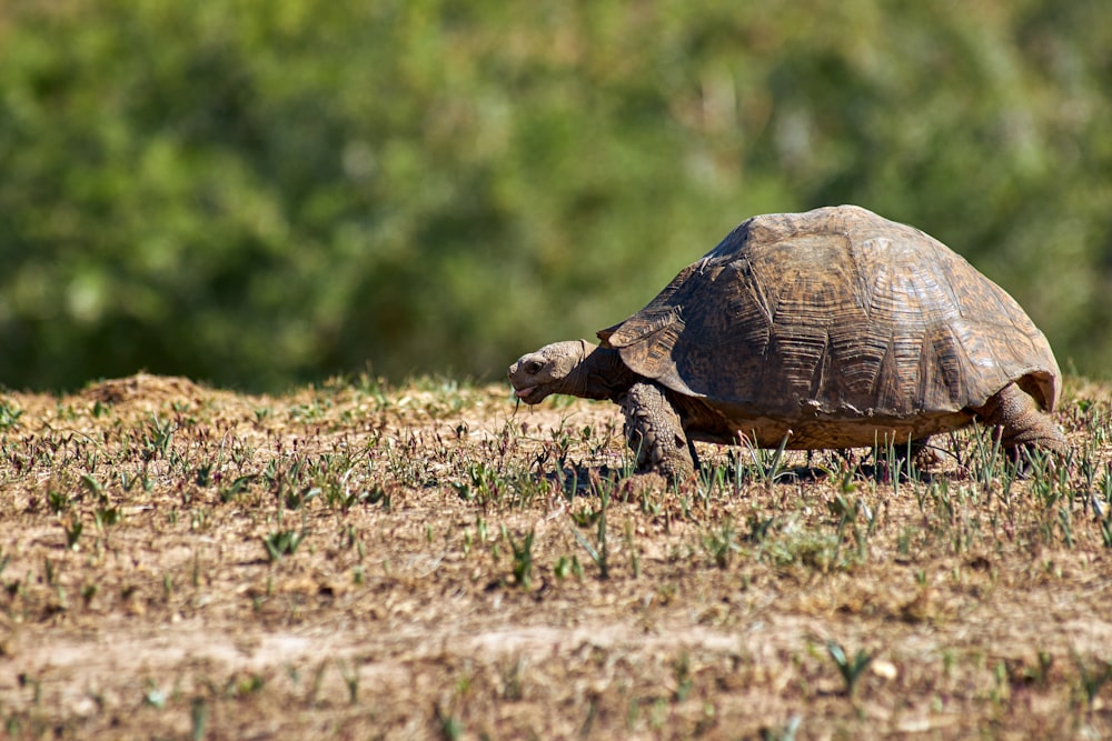 brown turtle on green grass during daytime