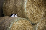 white and black cat on brown hay