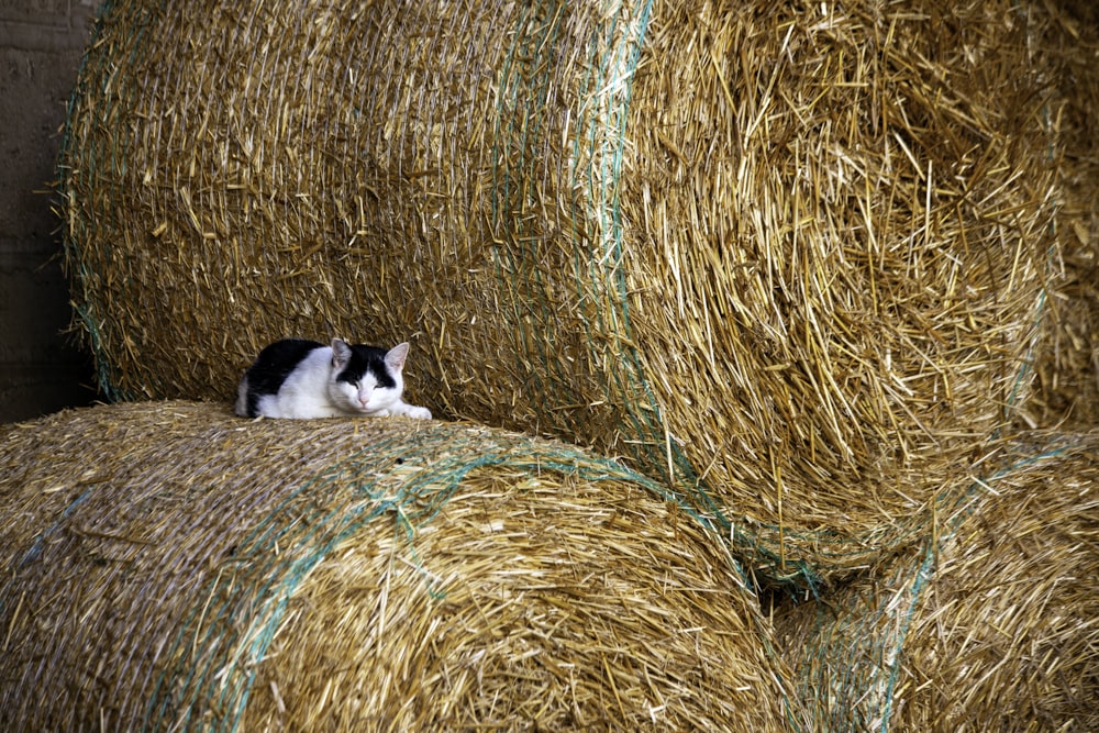 white and black cat on brown hay