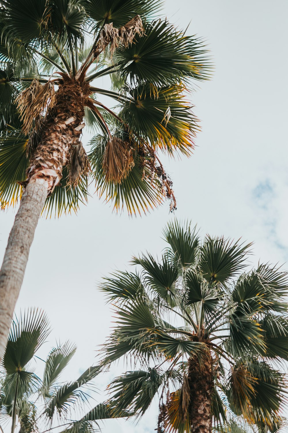 green palm tree under white clouds during daytime