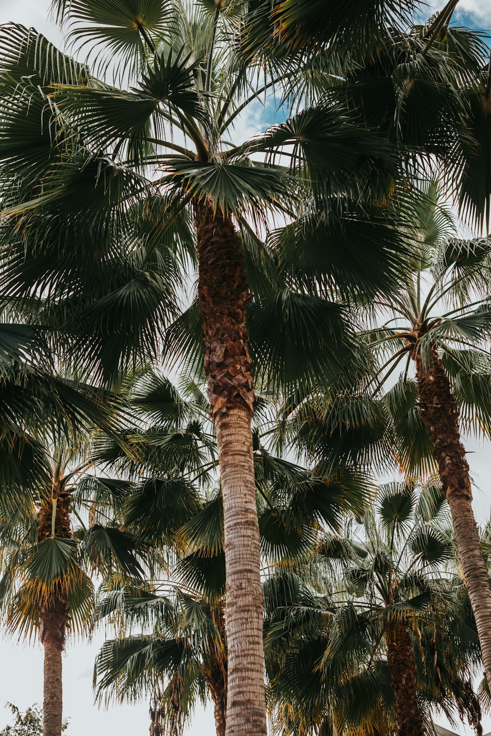 green palm tree during daytime