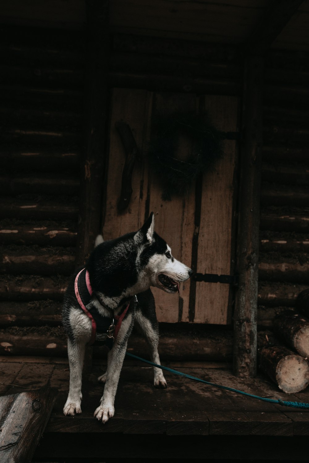 black and white siberian husky with blue leash