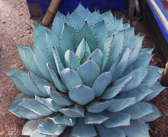 A wooden palenque setup with agave plants drying in the sun nearby.