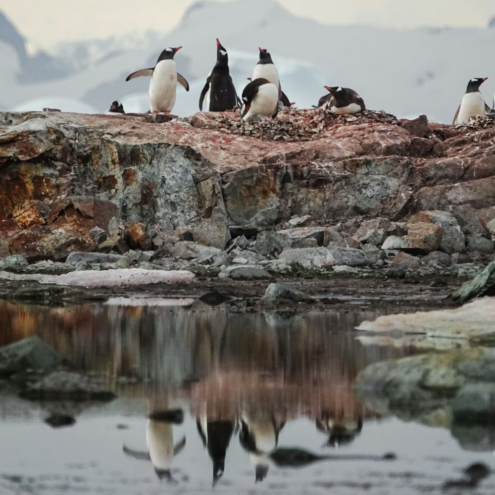 penguins on rocky shore during daytime