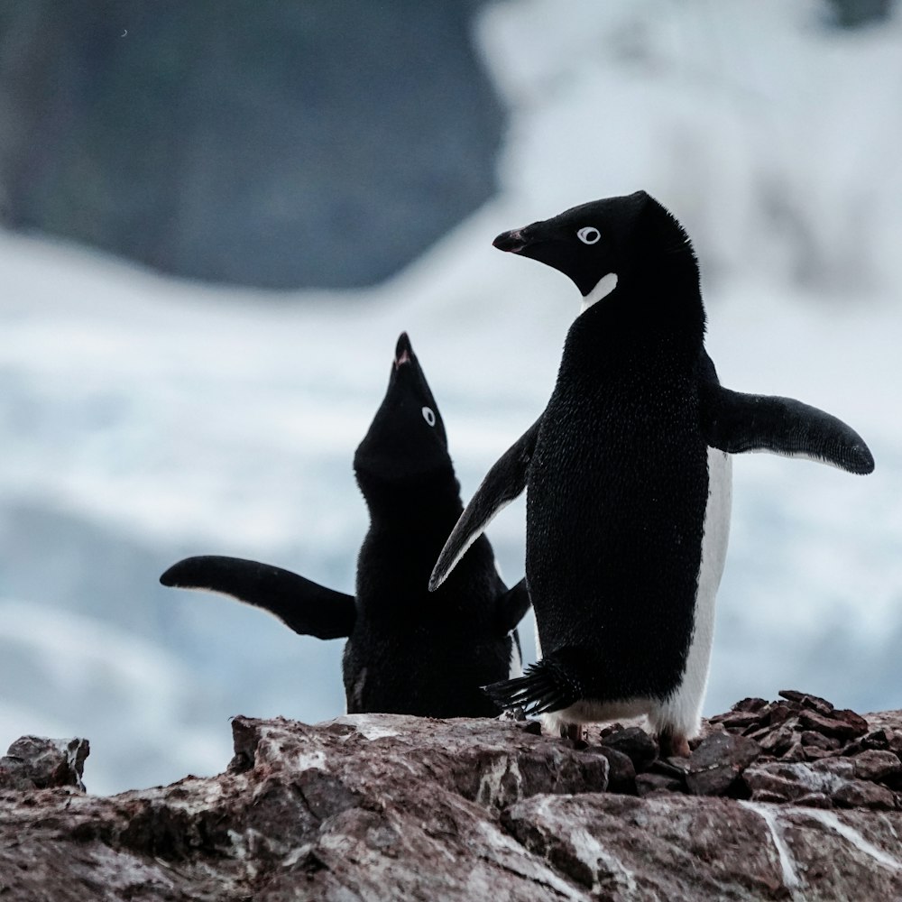 black and white penguins on brown rock