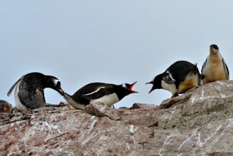 2 penguins on brown rock during daytime