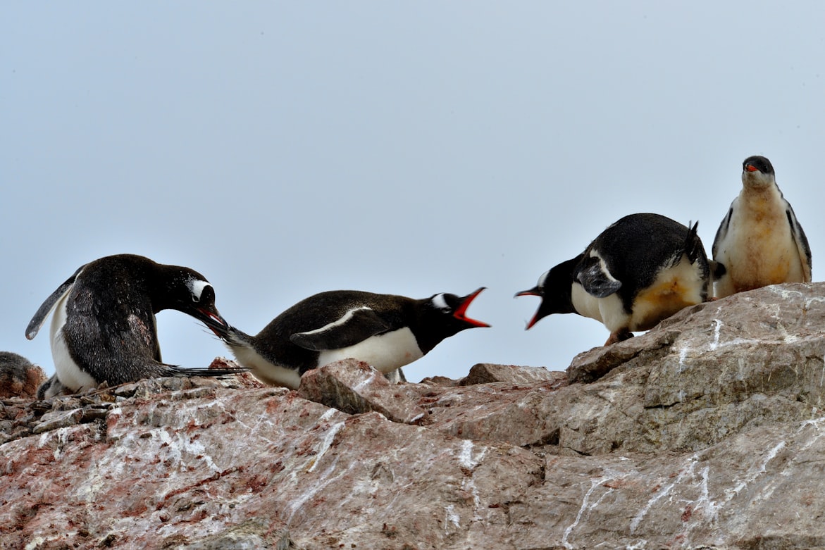картинка: два пингвина дерутся