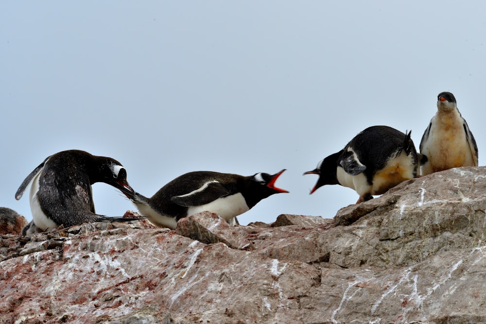 2 penguins on brown rock during daytime