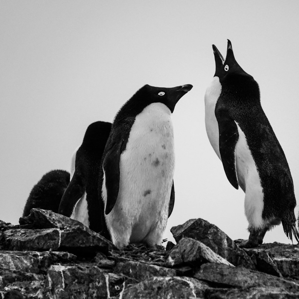 black and white penguins on rock