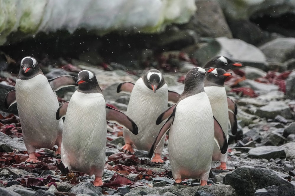 penguins on water during daytime