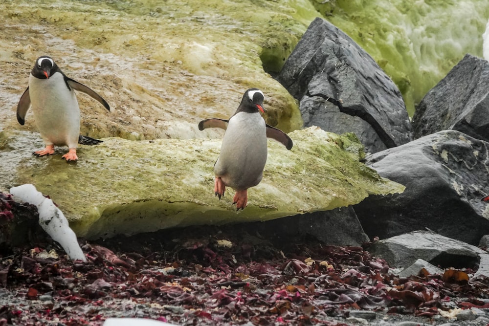 two gray and black birds on gray rock