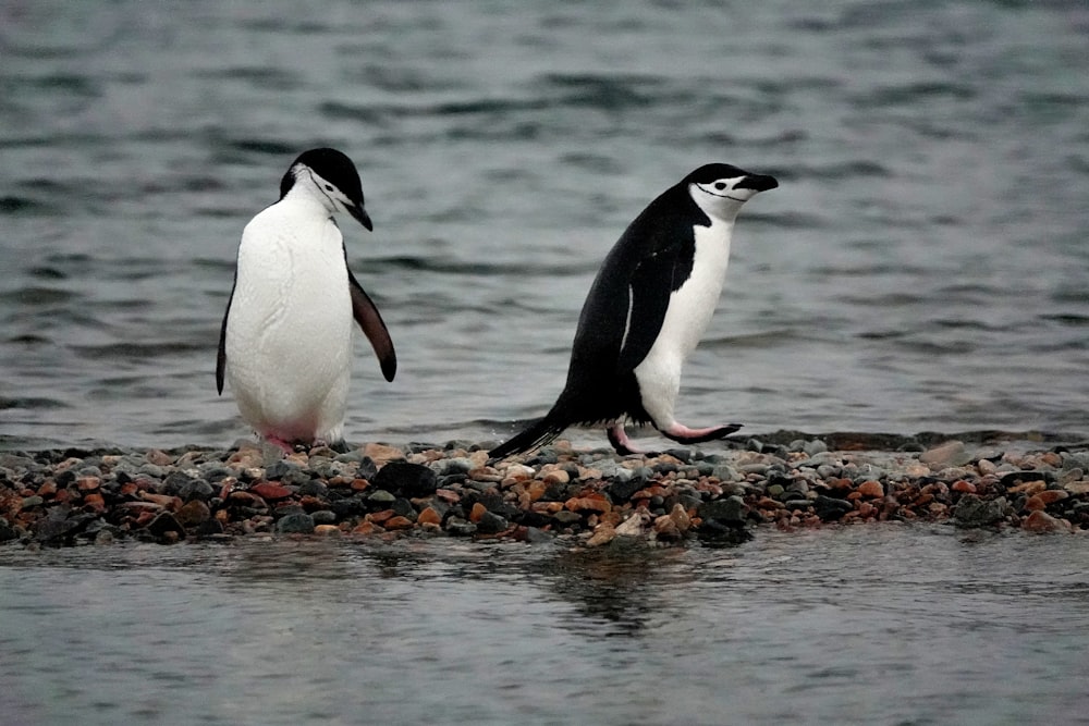 penguins on water during daytime