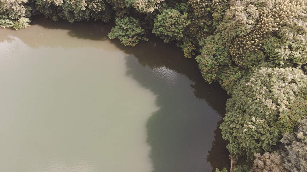 green trees beside river during daytime