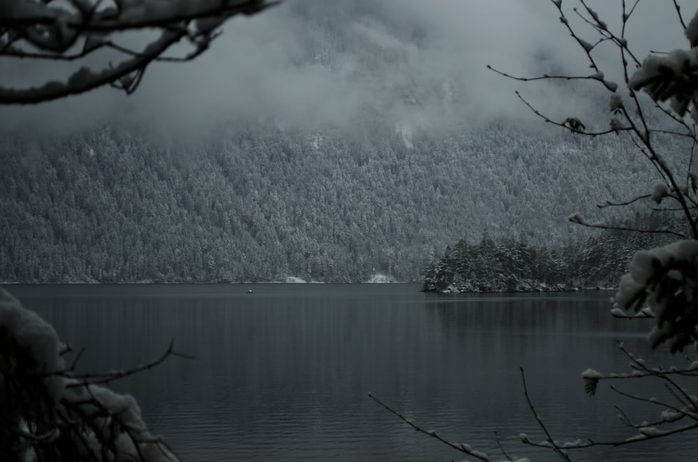 alberi verdi accanto allo specchio d'acqua durante il giorno