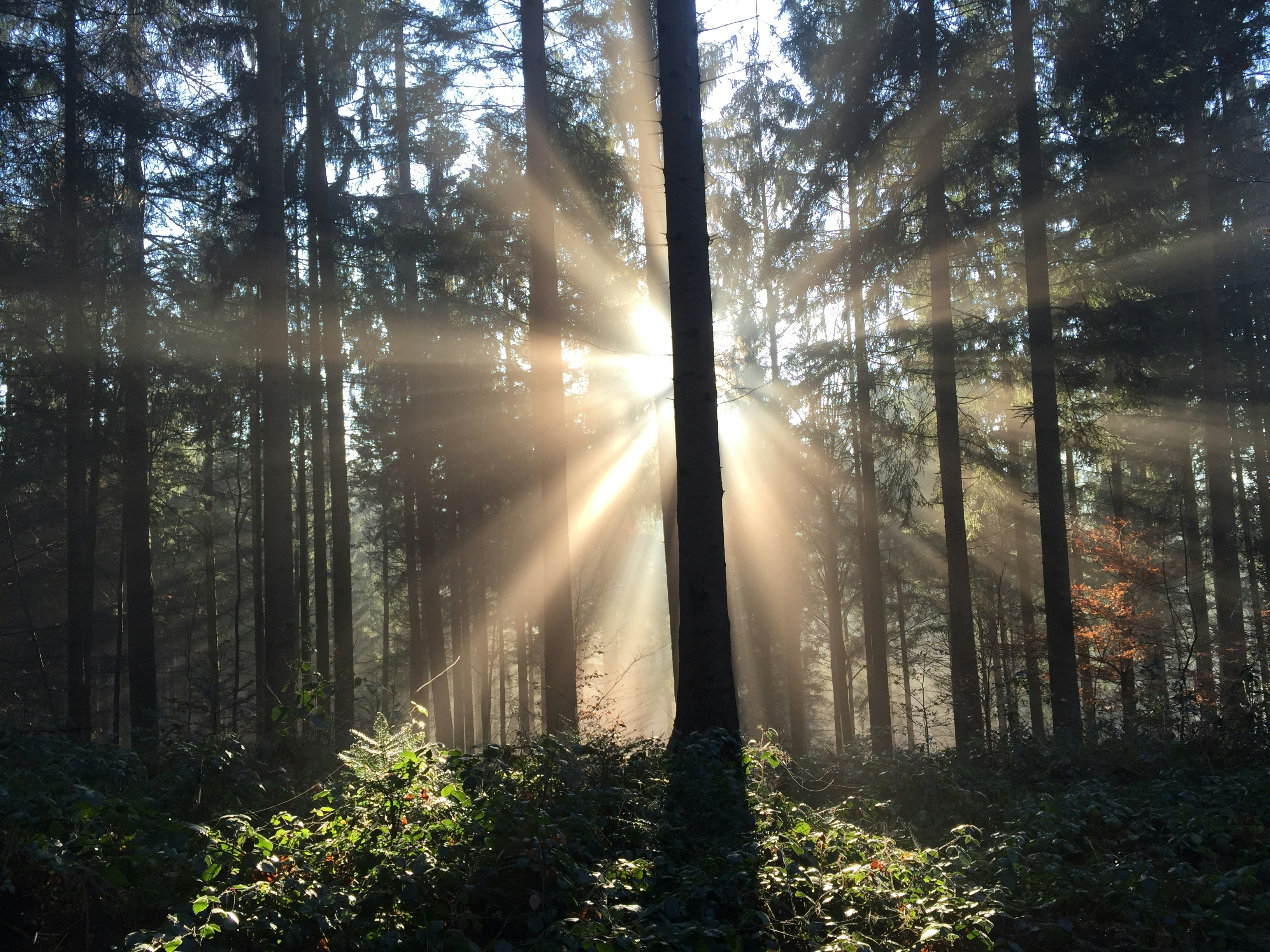 Photo by pedrino5_official