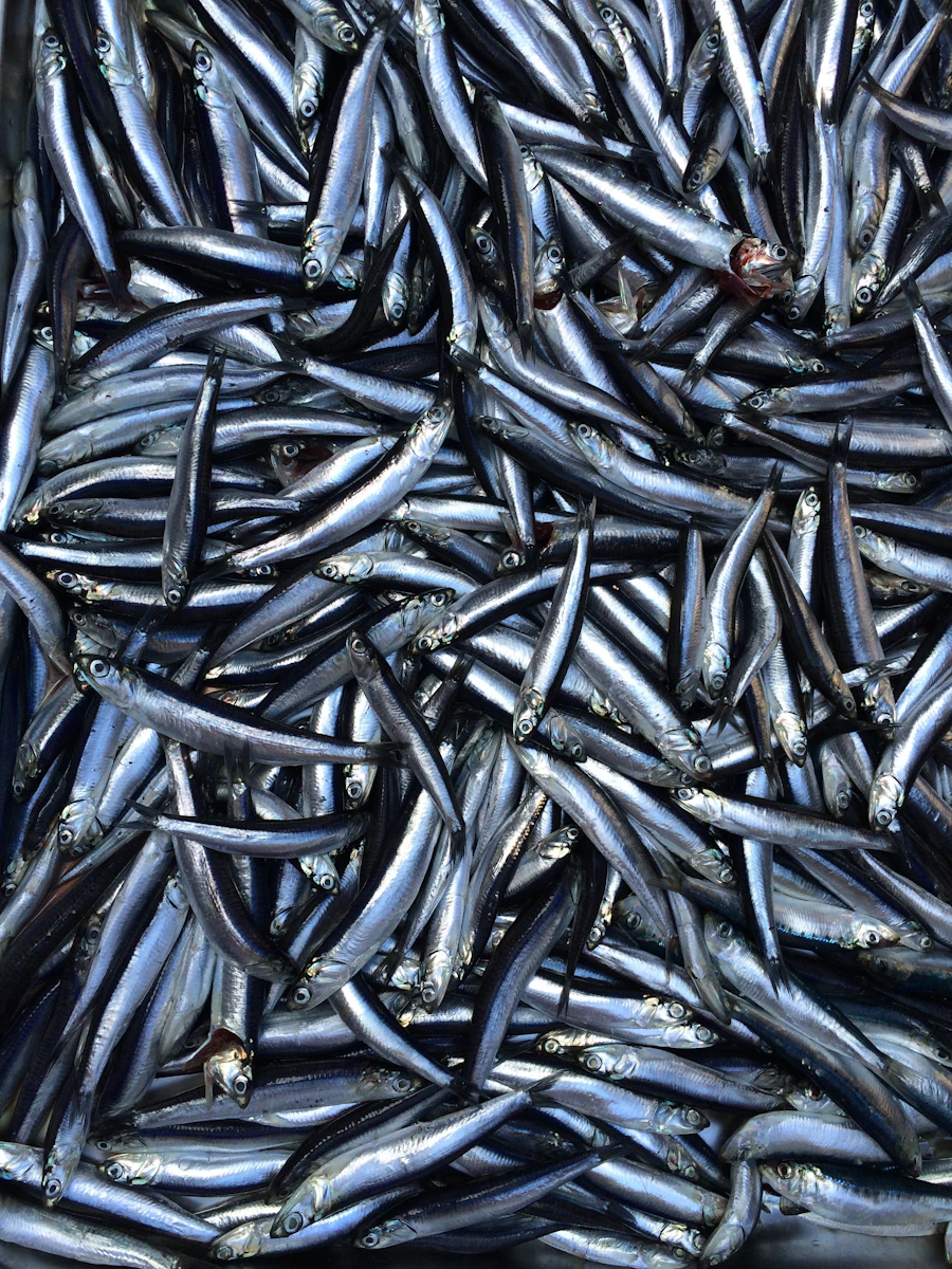 Anchovies