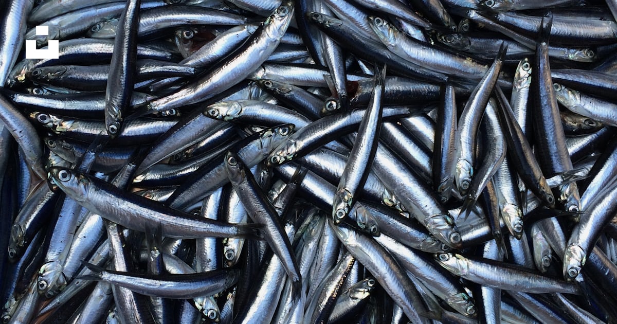 Black and silver fish on water photo – Free Italy Image on Unsplash