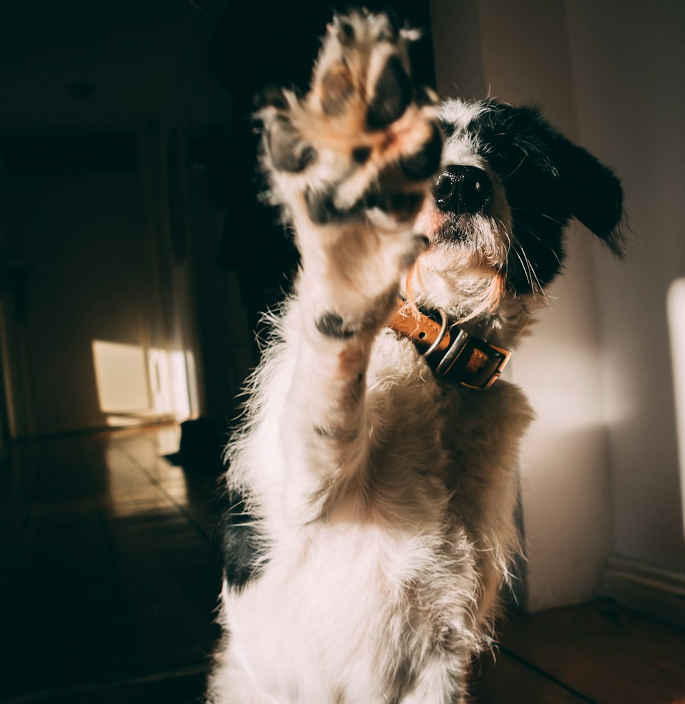 weißer und schwarzer langer Mantel kleiner Hund