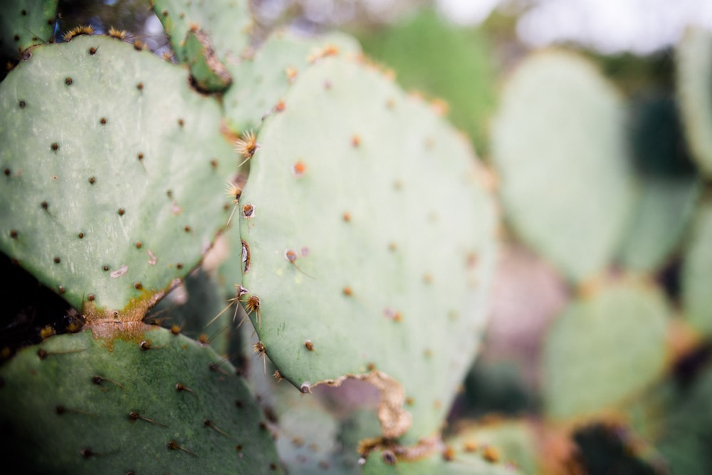 green plant with water droplets