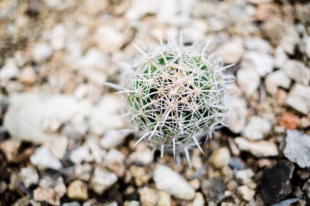 green round plant on brown and gray rocks