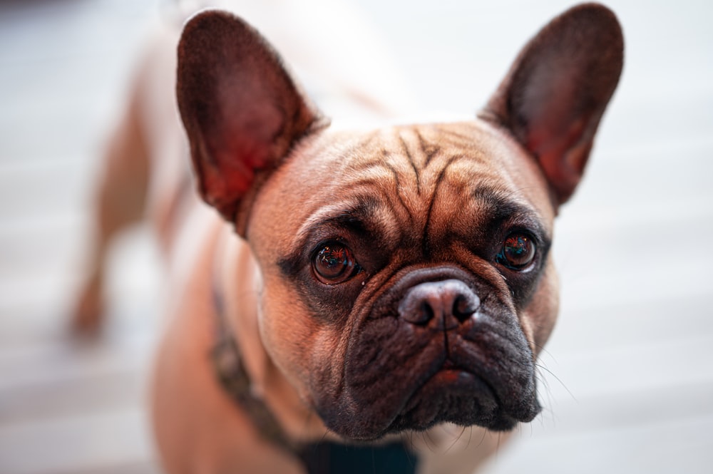 brown french bulldog puppy on white textile