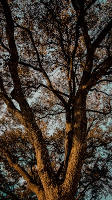 Residential framing construction