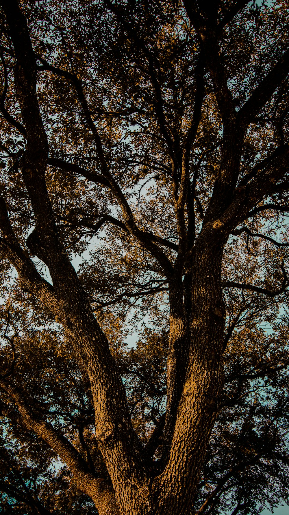 brown tree with green leaves