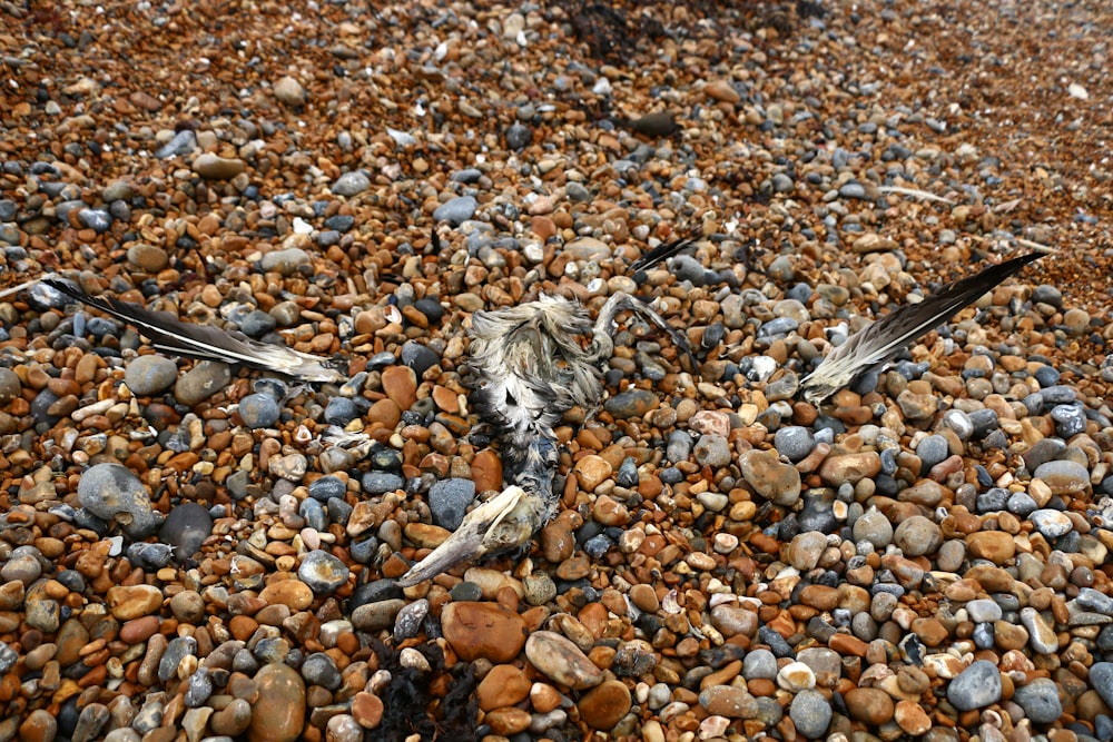 gray bird on brown and gray pebbles