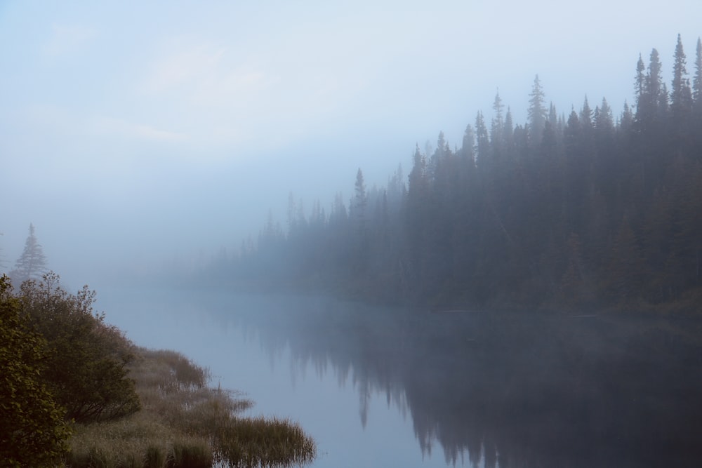 green trees beside lake under white sky during daytime