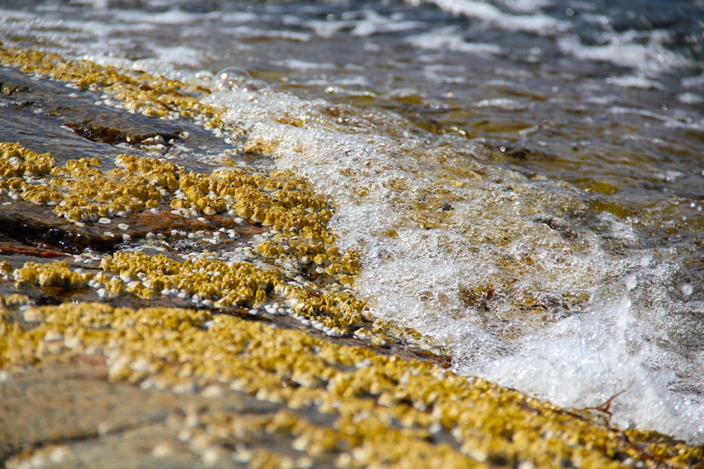 brown and black rocks on water