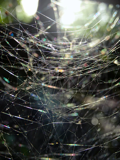 water droplets on spider web in close up photography during daytime