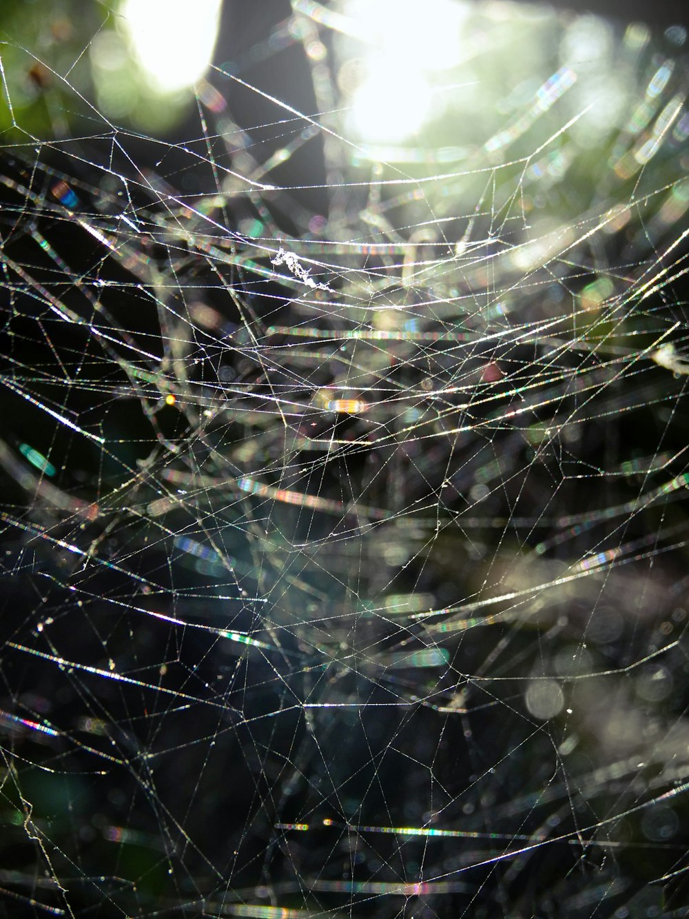 Wassertröpfchen auf Spinnennetz in Nahaufnahmen tagsüber