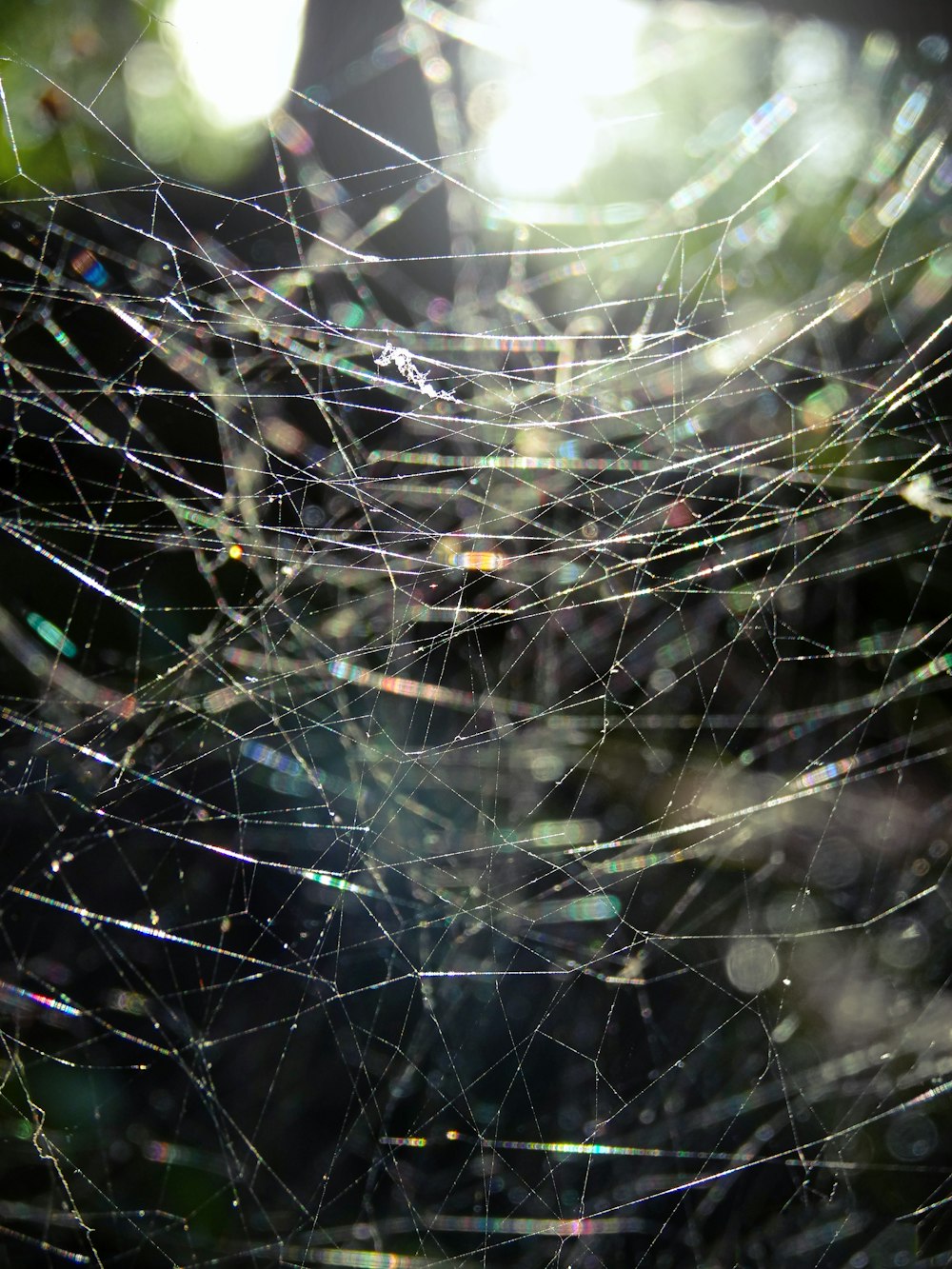 gotículas de água na teia de aranha na fotografia de perto durante o dia