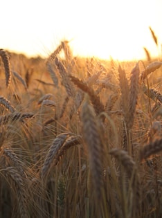 brown wheat field during daytime